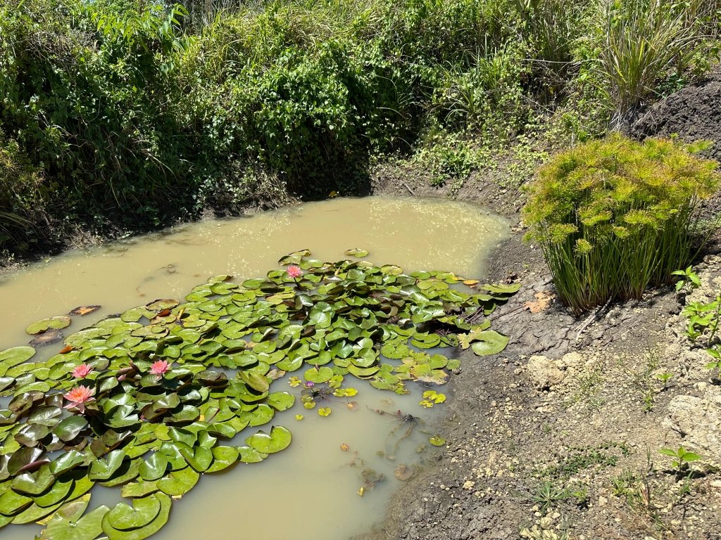 卍 타네 절 (타네지) 이미지 5